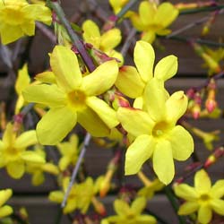 Jasminum nudiflorum